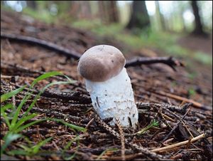 Klikni pro velký obrázek