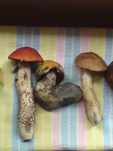 Klikni pro velký obrázek