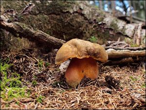 Klikni pro velký obrázek