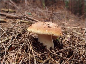 Klikni pro velký obrázek