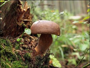 Klikni pro velký obrázek