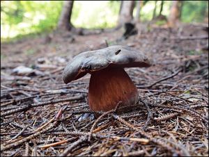 Klikni pro velký obrázek