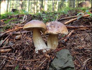 Klikni pro velký obrázek