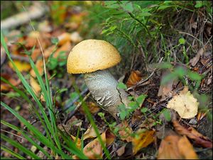 Klikni pro velký obrázek