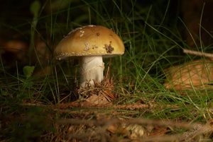 Muchomůrka růžovka - Amanita rubescens Pers. 1797