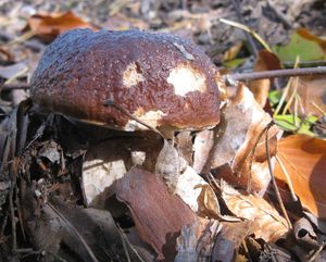 Klikni pro velký obrázek