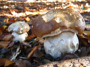 Klikni pro velký obrázek