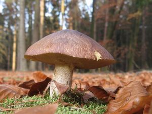 Klikni pro velký obrázek