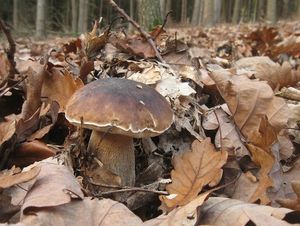 Klikni pro velký obrázek