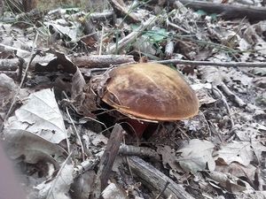 Klikni pro velký obrázek