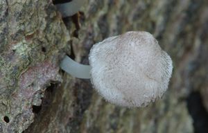 Štítovka huňatá - Štítovka hispidulus (Fr.) Gill.