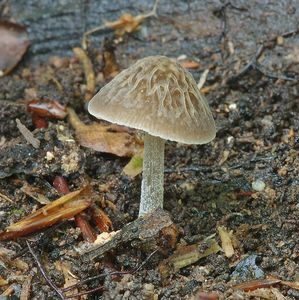 Štítovka Thomsonova - Pluteus thomsonii (Berk. & Broome) Dennis 1948