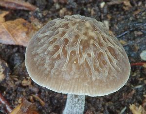 Štítovka Thomsonova - Pluteus thomsonii (Berk. & Broome) Dennis 1948