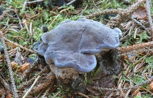 Klikni pro velký obrázek