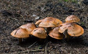 Čirůvka oranžová - Tricholoma aurantium (Schaeff.) Ricken 1914