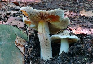 Vláknice začervenalá (Patouillardova) - Inocybe erubescens A. Blytt 1905