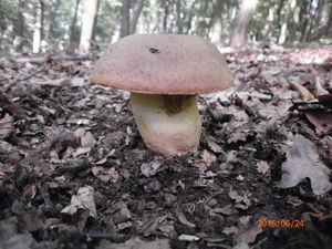 Klikni pro velký obrázek