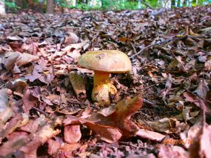 Klikni pro velký obrázek