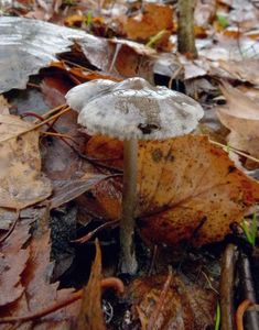 Penízovka páchnoucí - Tephrocybe rancida (Fr.) Donk 1962