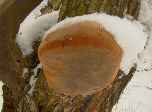 Ohňovec statný - Phellinus robustus (P.Karst.) Bourdot et Galz