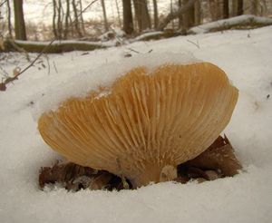 Strmělka veliká - Infundibulicybe geotropa (Bull.) Harmaja 2003