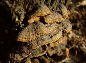 Kožovka rezavá - Hymenochaete rubiginosa (Dicks.) Lév.