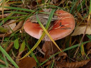 Pavučinec hnědoolivový - Cortinarius rufo-olivaceus (Pers.) Fr. 1838