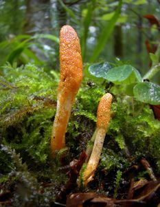 Housenice červená - Cordyceps militaris (L.) Fr. 1818