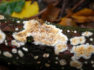 Struhák blanitý - Radulomyces molaris (Chaillet ex Fr.) M.P. Christ. 1960