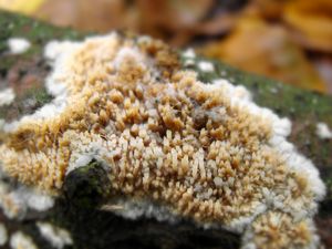 Struhák blanitý - Radulomyces molaris