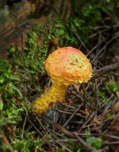 Šupinovka ohnivá - Pholiota flammans