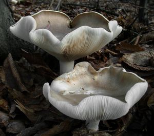 Strmělka mlženka - Clitocybe nebularis (Batsch) P. Kumm. 1871