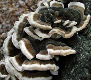 Outkovka pestrá - Trametes versicolor (L.) Lloyd 1921