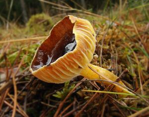 Šťavnatka pomrazka - Hygrophorus hypothejus  (Fr.) Fr. 1838