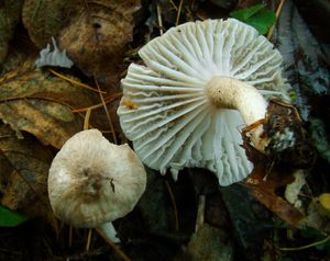 Šťavnatka tečkovaná - Hygrophorus pustulatus (Pers.) Fr. 1838