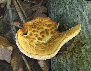 Choroš hlízovitý - Polyporus tuberaster Fr.