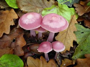 Helmovka narůžovělá - Mycena rosea Gramberg 1912