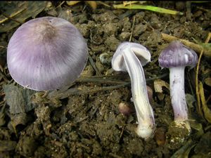 Vláknice zemní fialová - Inocybe geophylla var.lilacina (Peck) Gillet