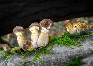 Václavka hlíznatá - Armillaria gallica Marxm. & Romagn. 1987