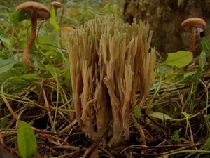 Kuřátka nazelenalá - Ramaria apiculata ( Fr.) Donk.