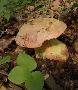 Hřib Le Galové - Boletus legaliae Pilát 1968