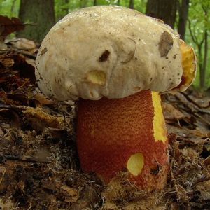 Hřib nachový - Boletus rhodoxanthus (Krombh.) Kallenb. 1925