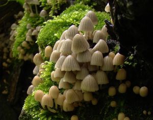 Hnojník nasetý - Coprinus disseminatus