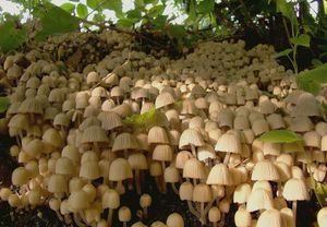 Hnojník nasetý - Coprinellus disseminatus (Pers.) J.E. Lange 1938