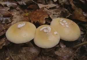 Muchomůrka slámožlutá - Amanita gemmata