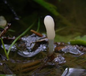 Čapulka bahenní - Mitrula paludosa