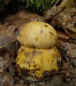 Hřib kovář - odbarvený - Boletus luridiformis var. discolor (Quél.) Kr