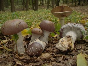 Pavučinec náramkovcový - Cortinarius praestans (Cord.) S