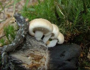 Rovetka pýchavkovitá - Asterophora lycoperdoides (Bull.) Ditmar 1809