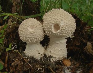 Muchomůrka ježohlavá - Amanita echinocephala (Vittad.) Quél. 1872